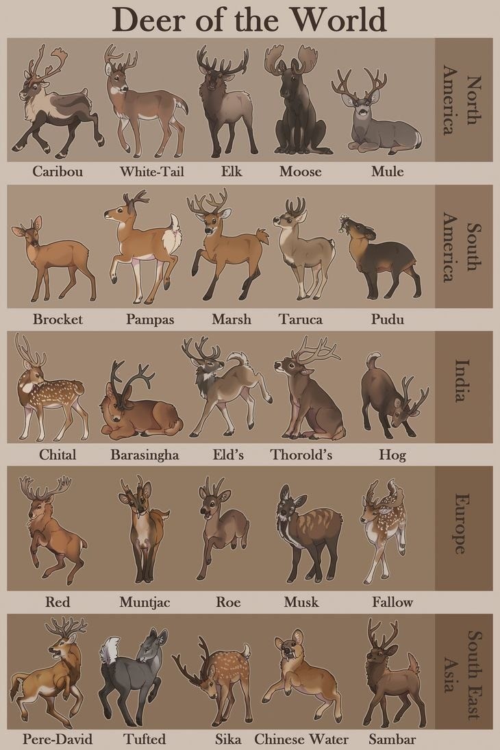 deer types.jpg